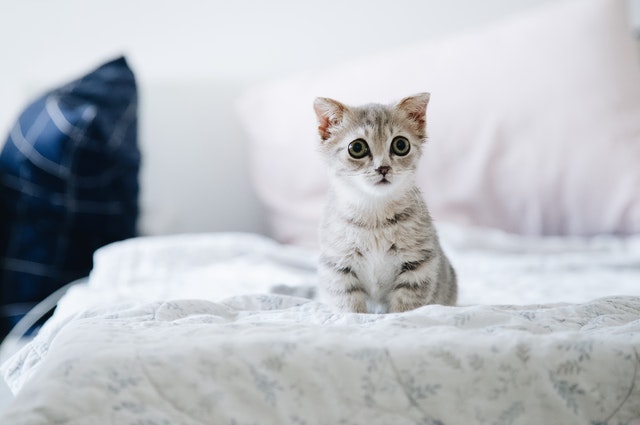 šedobílé kotě na posteli